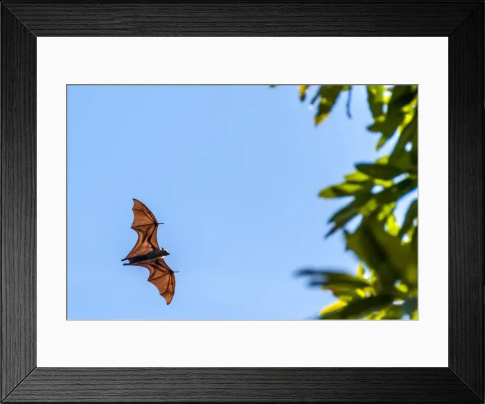 Framed Print : Africa, Tanzania, Mafia Island. Fruit eating bat on Juani island
