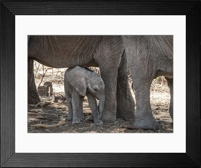 Framed Print : Africa, Tanzania, Ruaha National Park. Baby elephant Framed Print : Africa, Tanzania, Ruaha National Park. Baby elephant