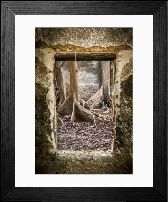 Framed Print : Africa, Tanzania, Mafia Island. Fig trees in old palace on Juani island Framed Print : Africa, Tanzania, Mafia Island. Fig trees in old palace on Juani island