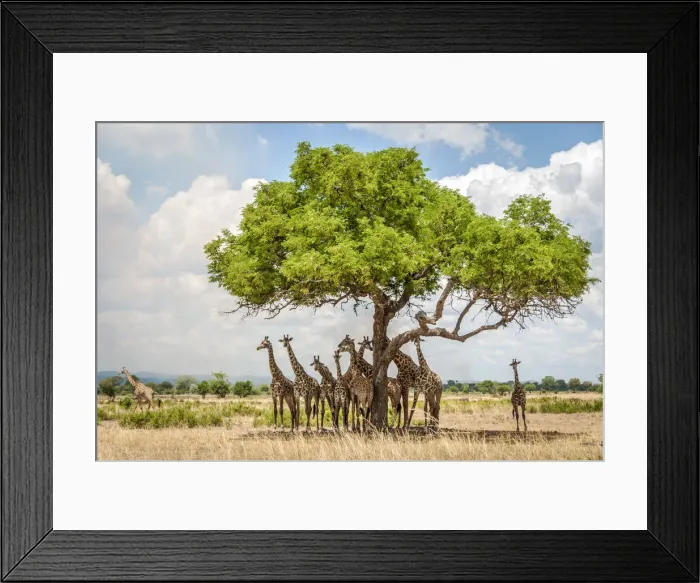 Framed Print : Africa, Tanzania, Mikumi National Park. Giraffes under an acacia tree Framed Print : Africa, Tanzania, Mikumi National Park. Giraffes under an acacia tree