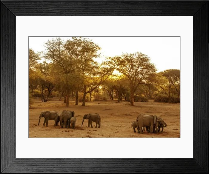 Framed Print : Africa, Tanzania, Ruaha National Park. Elephant family digging for water Framed Print : Africa, Tanzania, Ruaha National Park. Elephant family digging for water