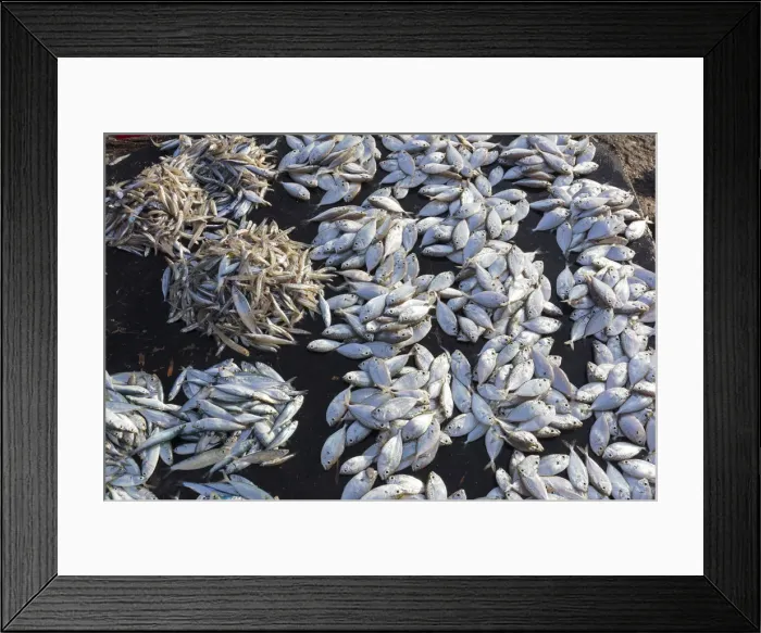 Framed Print : Fish for sale at the market in Stone Town, Zanzibar, Tanzania