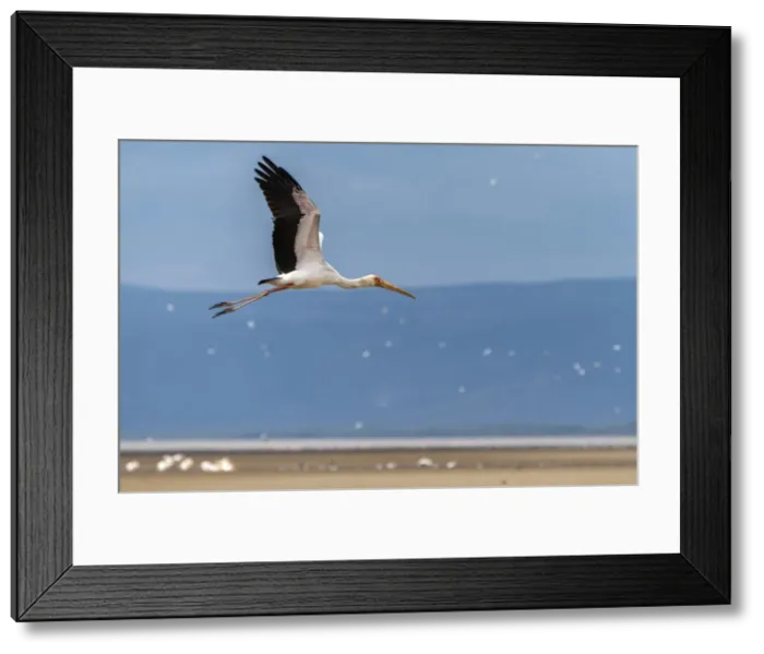 Framed Print : Africa, Tanzania, Lake Eyasi. Yellow billed stork flying Framed Print : Africa, Tanzania, Lake Eyasi. Yellow billed stork flying