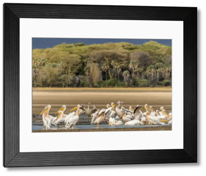 Framed Print : Africa, Tanzania, Lake Eyasi. A group of great white pelicans Framed Print : Africa, Tanzania, Lake Eyasi. A group of great white pelicans