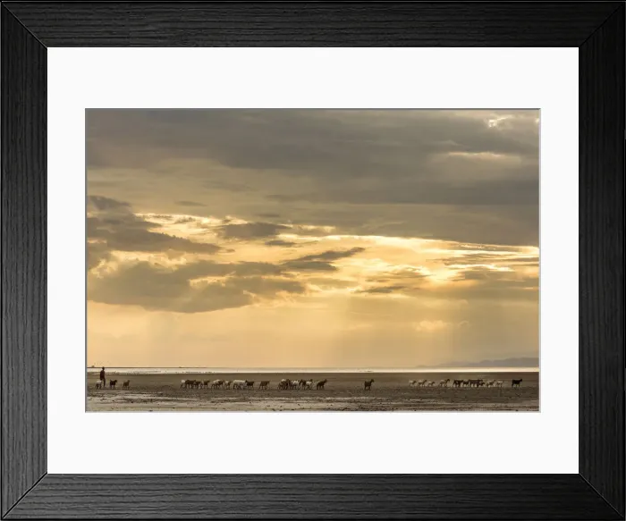 Framed Print : Africa, Tanzania, Northern part. A goat herd with a shepherd heading home at sunset Framed Print : Africa, Tanzania, Northern part. A goat herd with a shepherd heading home at sunset