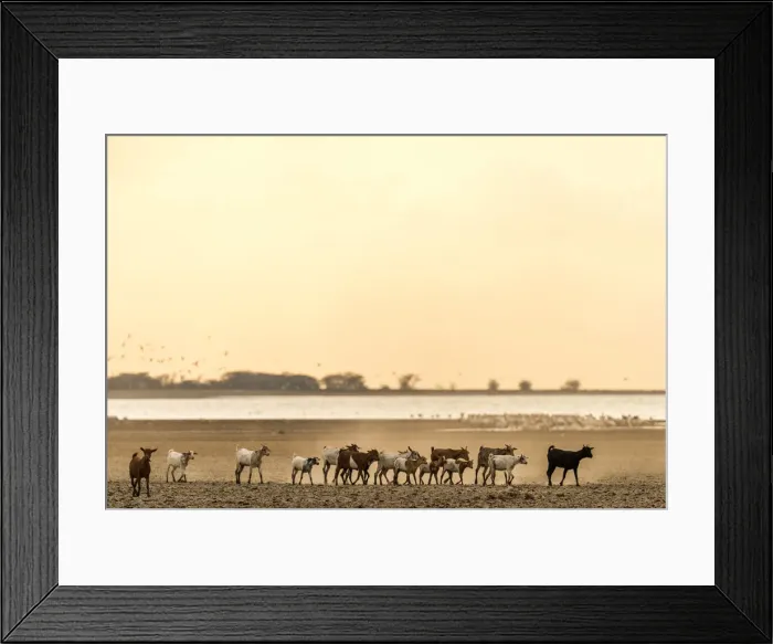 Framed Print : Africa, Tanzania, Northern part. A goat herd heading home at sunset at Lake Eyasi Framed Print : Africa, Tanzania, Northern part. A goat herd heading home at sunset at Lake Eyasi
