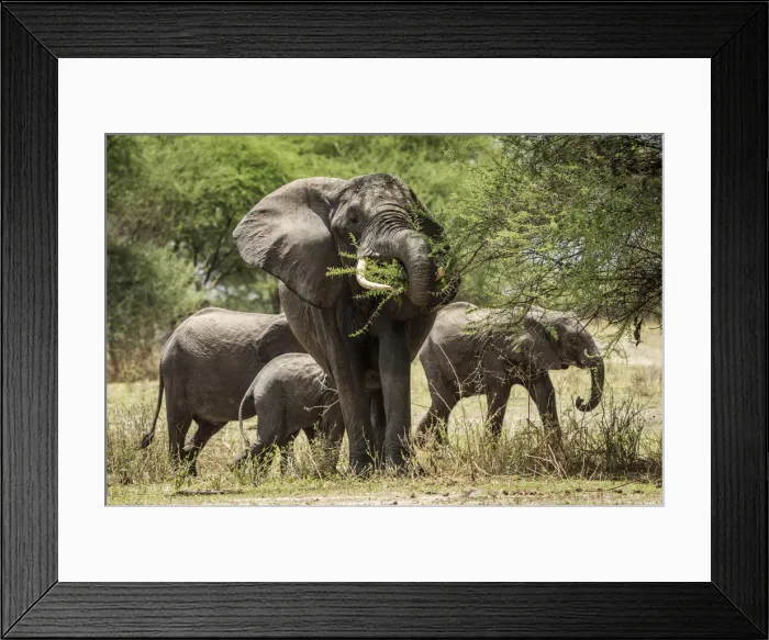 Framed Print : Africa, Tanzania, Tarangire National Park. An elephant family browsing Framed Print : Africa, Tanzania, Tarangire National Park. An elephant family browsing