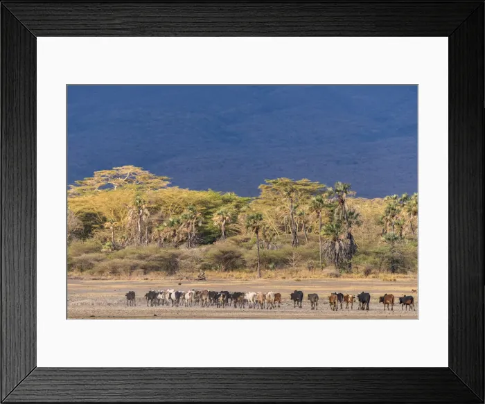 Framed Print : Africa, Tanzania, Northern part. A cattle herd heading home at Lake Eyasi Framed Print : Africa, Tanzania, Northern part. A cattle herd heading home at Lake Eyasi