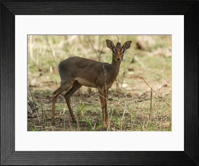 Framed Print : Africa, Tanzania, Tarangire National Park. A female Kirks dik-dik Framed Print : Africa, Tanzania, Tarangire National Park. A female Kirks dik-dik