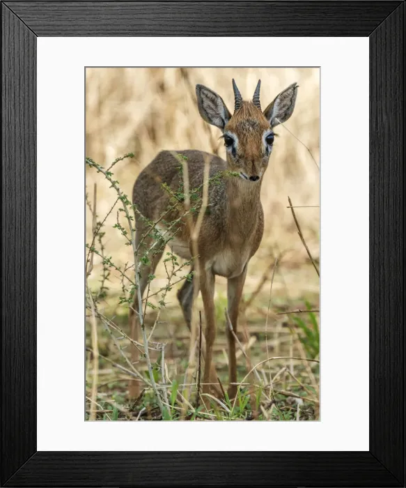 Framed Print : Africa, Tanzania, Tarangire National Park. A male Kirks dik-dik Framed Print : Africa, Tanzania, Tarangire National Park. A male Kirks dik-dik
