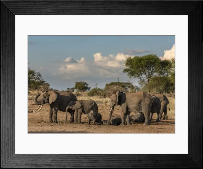 Framed Print : Africa, Tanzania, Tarangire National Park. An elephant family taking a mud bath at sunset Framed Print : Africa, Tanzania, Tarangire National Park. An elephant family taking a mud bath at sunset