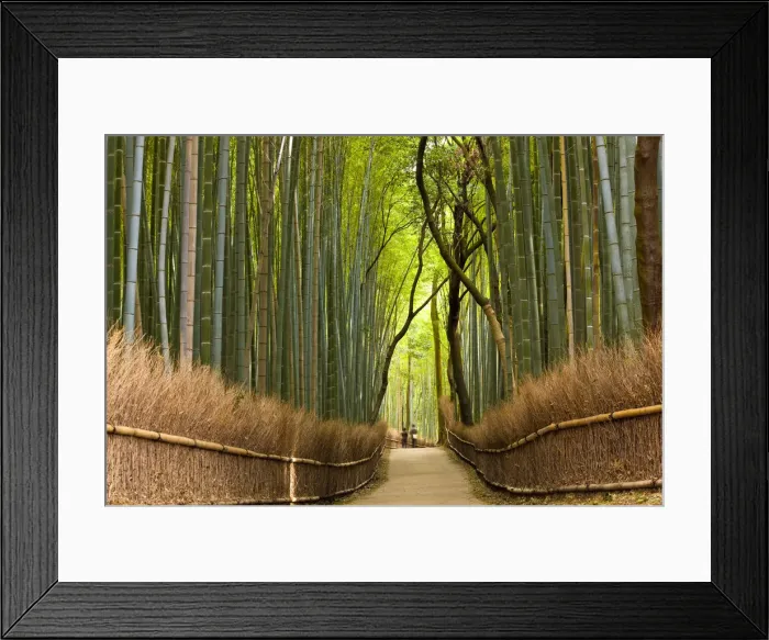 Framed Print : Path through bamboo forest, Kyoto, Japan Framed Print : Path through bamboo forest, Kyoto, Japan