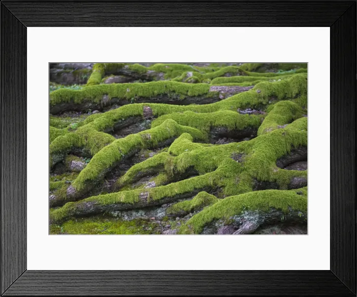 Framed Print : Japan, Kyoto, Higashiyama district, Tree roots