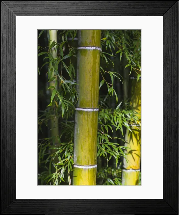 Framed Print : Japan, Kyoto, Arashiyama, Tenryuji Temple, Bamboo Grove Framed Print : Japan, Kyoto, Arashiyama, Tenryuji Temple, Bamboo Grove