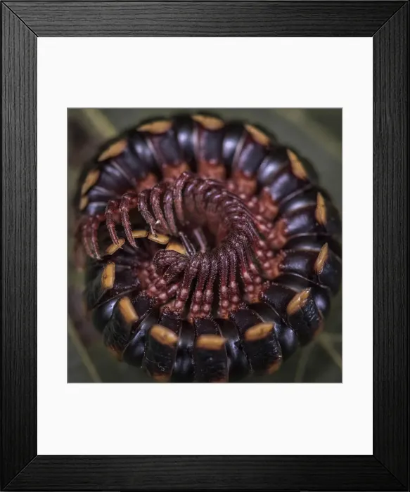 Framed Print : Africa, Tanzania, Usambara Mountains. Tanzanian Red Legged Millipede curled up