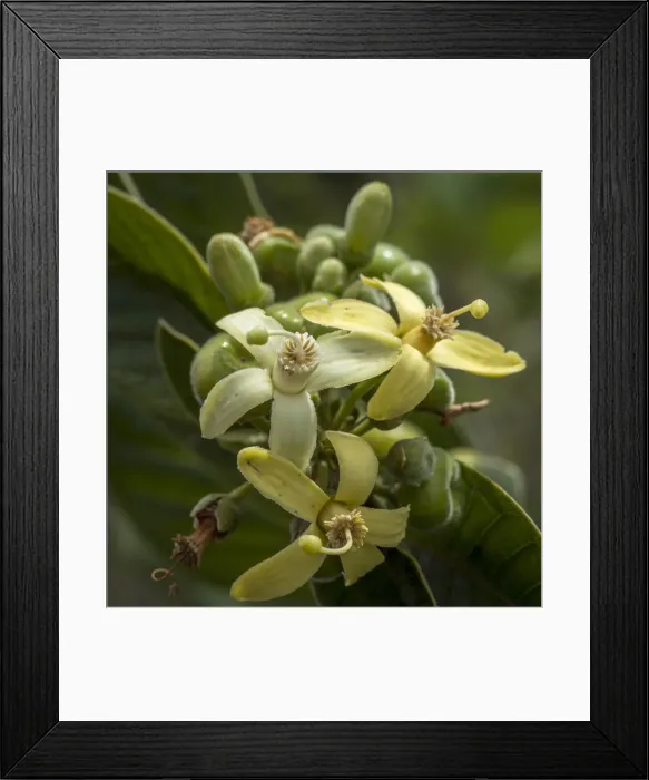 Framed Print : Africa, Tanzania, Usambara Mountains. Flowers Framed Print : Africa, Tanzania, Usambara Mountains. Flowers