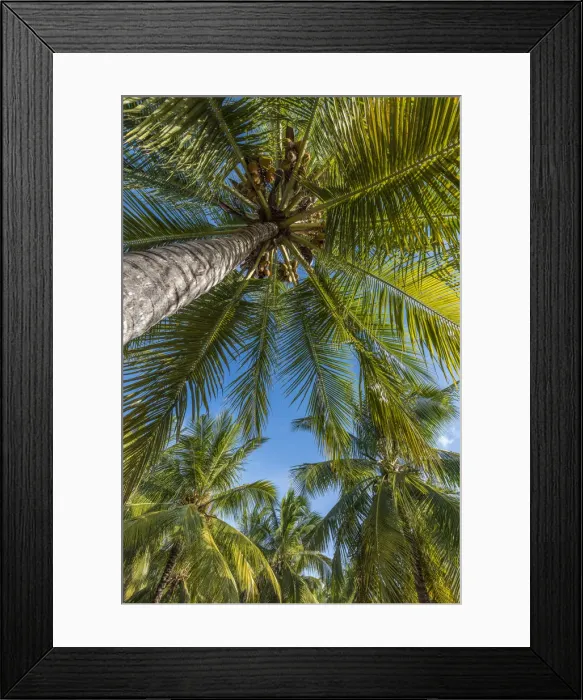 Framed Print : Africa, Tanzania, Lindi region. Songo Mnara. A picture of a coconut palm Framed Print : Africa, Tanzania, Lindi region. Songo Mnara. A picture of a coconut palm
