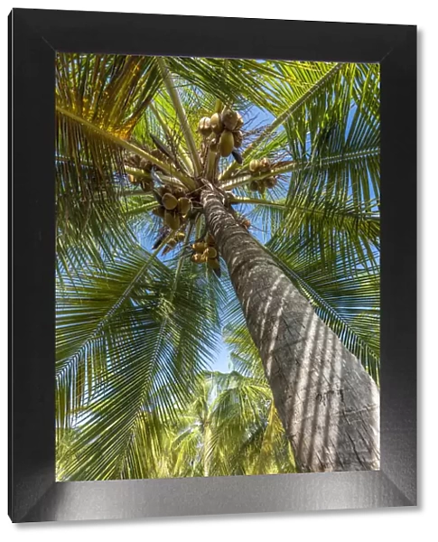 Africa, Tanzania, Lindi region. Songo Mnara. A picture of a coconut palm