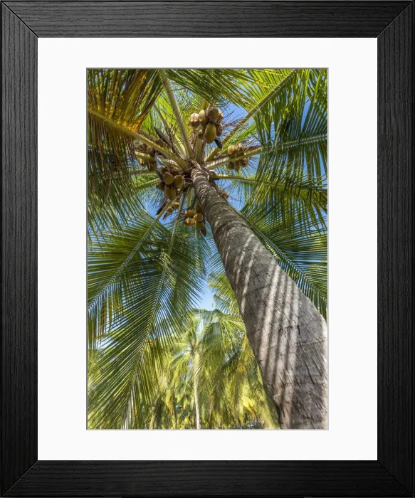 Framed Print : Africa, Tanzania, Lindi region. Songo Mnara. A picture of a coconut palm Framed Print : Africa, Tanzania, Lindi region. Songo Mnara. A picture of a coconut palm