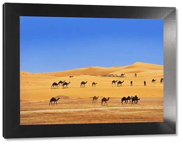 Camels in the desert outside Abu Dhabi, United Arab Emirates, Middle East, Asia