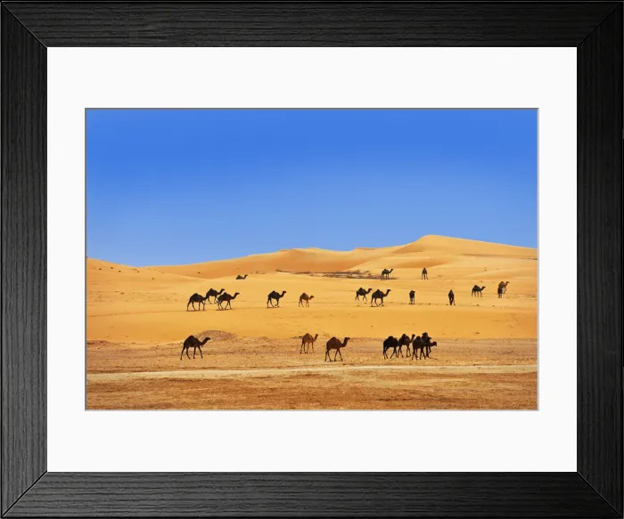 Framed Print : Camels in the desert outside Abu Dhabi, United Arab Emirates, Middle East, Asia Framed Print : Camels in the desert outside Abu Dhabi, United Arab Emirates, Middle East, Asia