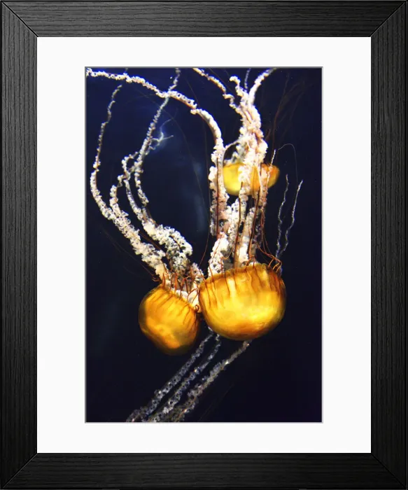 Framed Print : Jellyfish in the Lost Chambers Aquarium of the Atlantis hotel, The Palm Jumeirah, Dubai Framed Print : Jellyfish in the Lost Chambers Aquarium of the Atlantis hotel, The Palm Jumeirah, Dubai