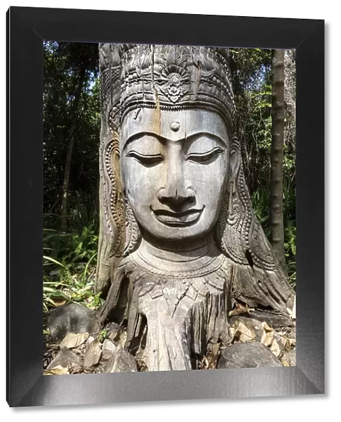 Thailand, Krabi, Ko Phi Phi. Buddha face carved in a tree, Ko Phi Phi Don