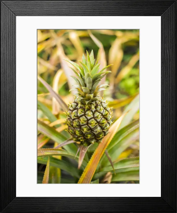 Framed Print : Mauritian Pineapple, Mauritius Framed Print : Mauritian Pineapple, Mauritius