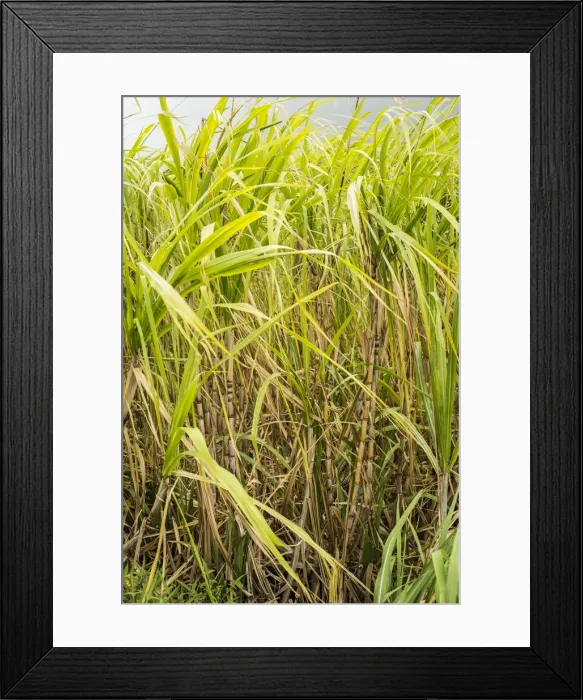 Framed Print : Sugar cane, Mauritius Framed Print : Sugar cane, Mauritius