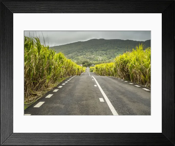 Framed Print : Road through sugar cane fields, Flacq District, Mauritius Framed Print : Road through sugar cane fields, Flacq District, Mauritius