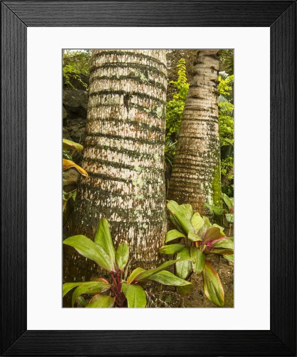 Framed Print : Palm trees, Mauritius Framed Print : Palm trees, Mauritius