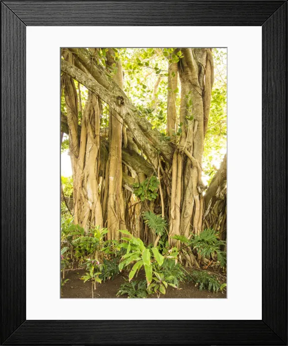 Framed Print : Banyan tree, Trou D eau Douce, Flacq, East Coast, Mauritius Framed Print : Banyan tree, Trou D eau Douce, Flacq, East Coast, Mauritius