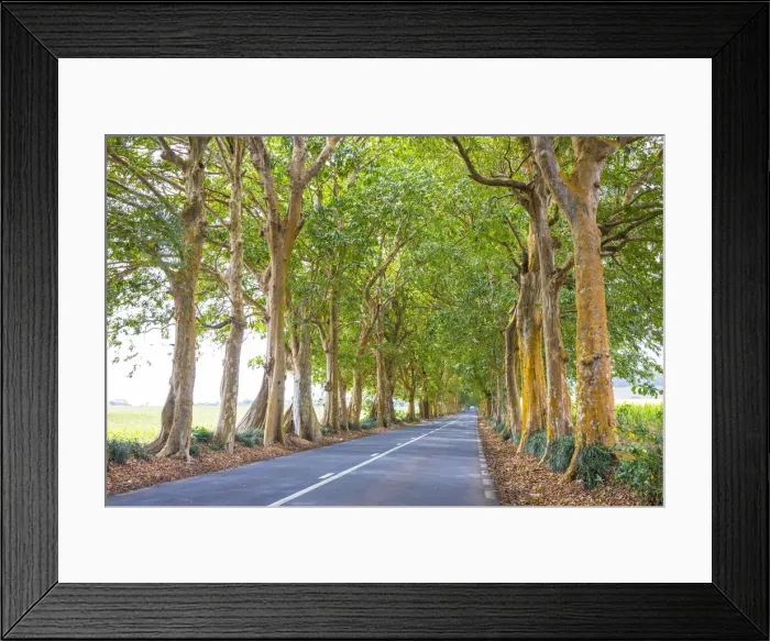 Framed Print : Tree lined road, Flacq, East Coast, Mauritius Framed Print : Tree lined road, Flacq, East Coast, Mauritius