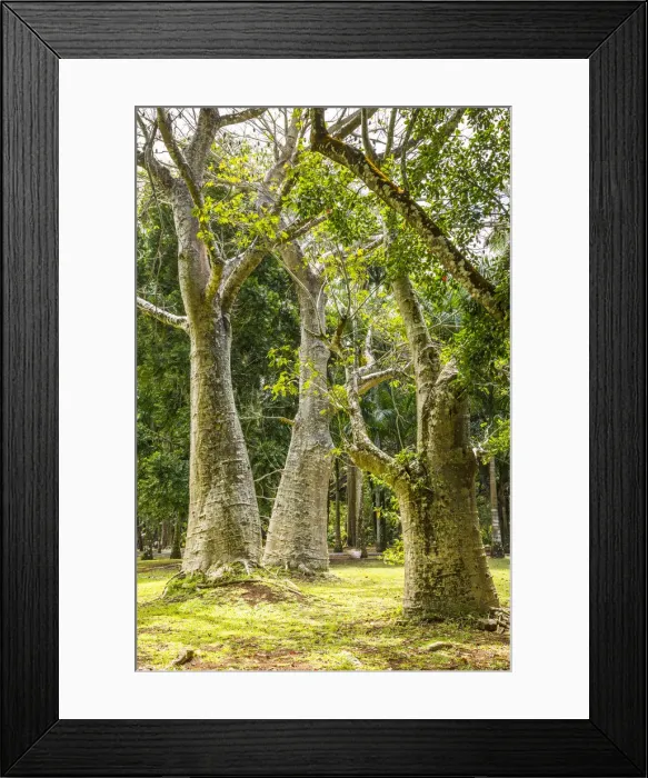 Framed Print : Baobab trees, Sir Seewoosagur Ramgoolam Botanical Garden, Pamplemousses, Mauritius Framed Print : Baobab trees, Sir Seewoosagur Ramgoolam Botanical Garden, Pamplemousses, Mauritius