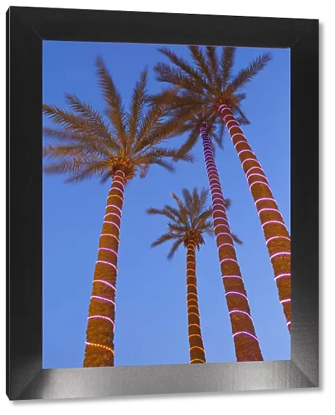 Decorative Palm trees in the wealthy area of Gueliz in Marrakesh, Morocco, North Africa