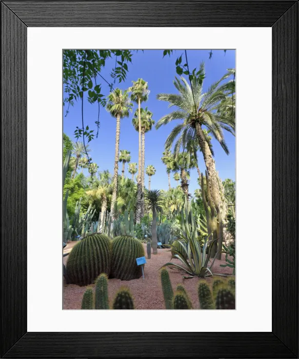 Framed Print : Morocco, Marrakech, Jardin Majorelle Framed Print : Morocco, Marrakech, Jardin Majorelle