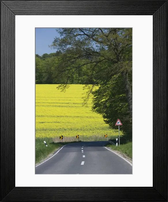 Framed Print : Luxembourg, Mullerthal, mustard field, spring Framed Print : Luxembourg, Mullerthal, mustard field, spring