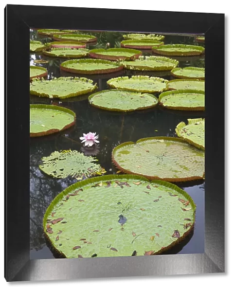 Mauritius, Pamplemousses, SSR Botanical Gardens, Giant Water Lilys, victoria amazonica