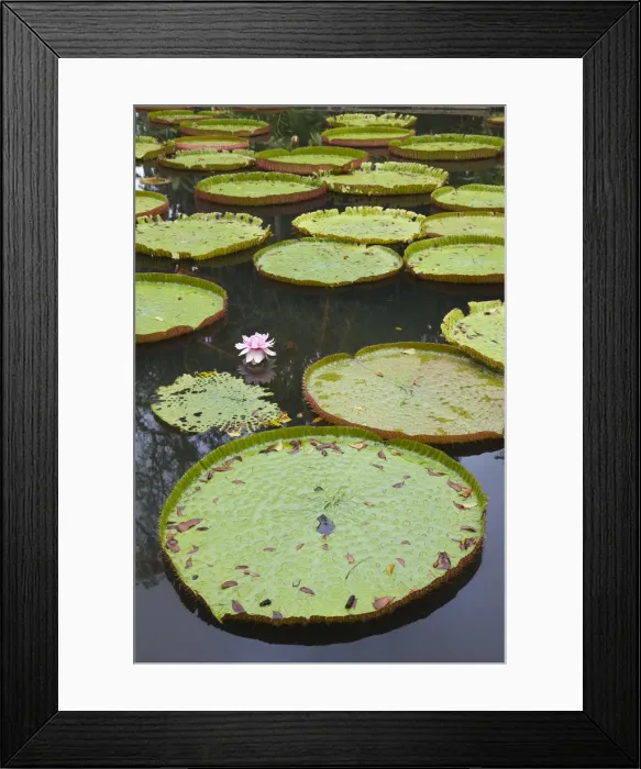 Framed Print : Mauritius, Pamplemousses, SSR Botanical Gardens, Giant Water Lilys, victoria amazonica Framed Print : Mauritius, Pamplemousses, SSR Botanical Gardens, Giant Water Lilys, victoria amazonica