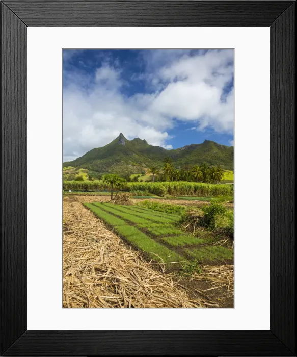 Framed Print : Grand Port district, East Coast, Mauritius Framed Print : Grand Port district, East Coast, Mauritius