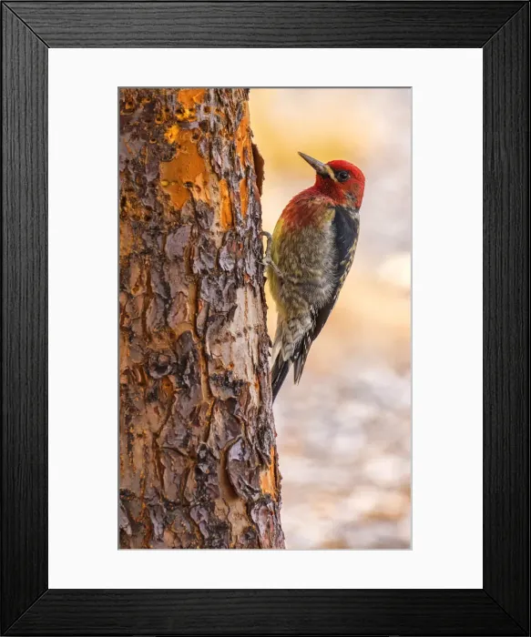 Framed Print : Red-breasted sapsucker (Sphyrapicus ruber) Bend, Oregon Framed Print : Red-breasted sapsucker (Sphyrapicus ruber) Bend, Oregon