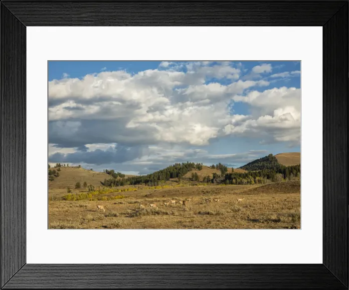 Framed Print : USA, Wyoming, Yellowstone National Park, Pronghorn herd in Lamar valley (Antilocapra Framed Print : USA, Wyoming, Yellowstone National Park, Pronghorn herd in Lamar valley (Antilocapra