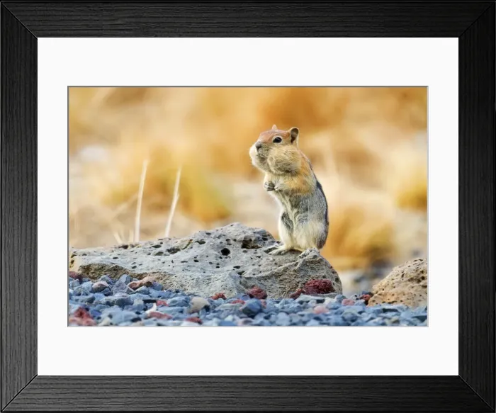Framed Print : Golden-mantled ground squirrel, Callospermophilus lateralis, USA Framed Print : Golden-mantled ground squirrel, Callospermophilus lateralis, USA