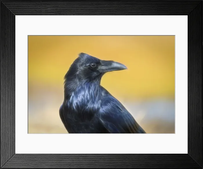 Framed Print : USA, Wyoming, Yellowstone National Park, Raven Framed Print : USA, Wyoming, Yellowstone National Park, Raven