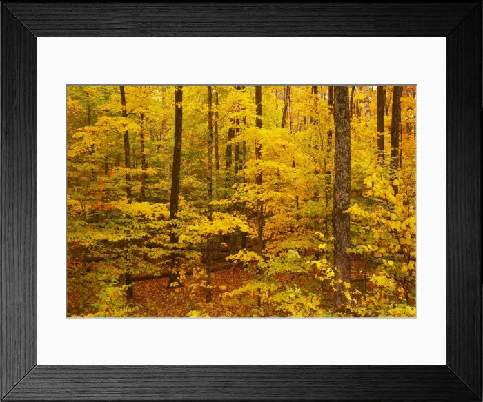 Framed Print : Woodland in Autumn, Crawford Notch, New Hampshire, USA Framed Print : Woodland in Autumn, Crawford Notch, New Hampshire, USA