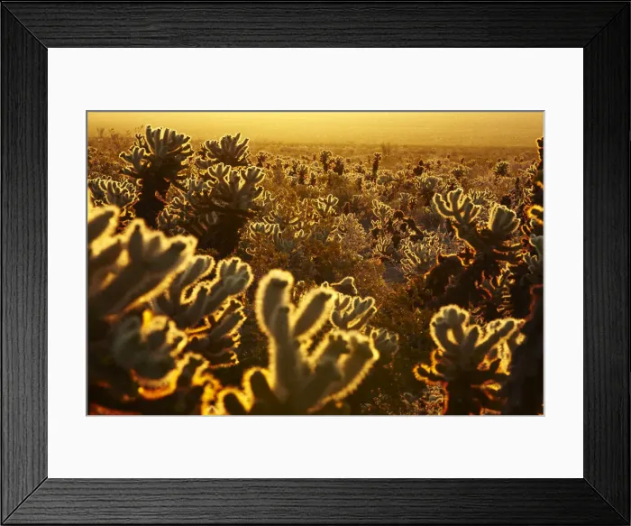 Framed Print : Cholla Cactus Garden, Joshua Tree National Park, California, USA Framed Print : Cholla Cactus Garden, Joshua Tree National Park, California, USA