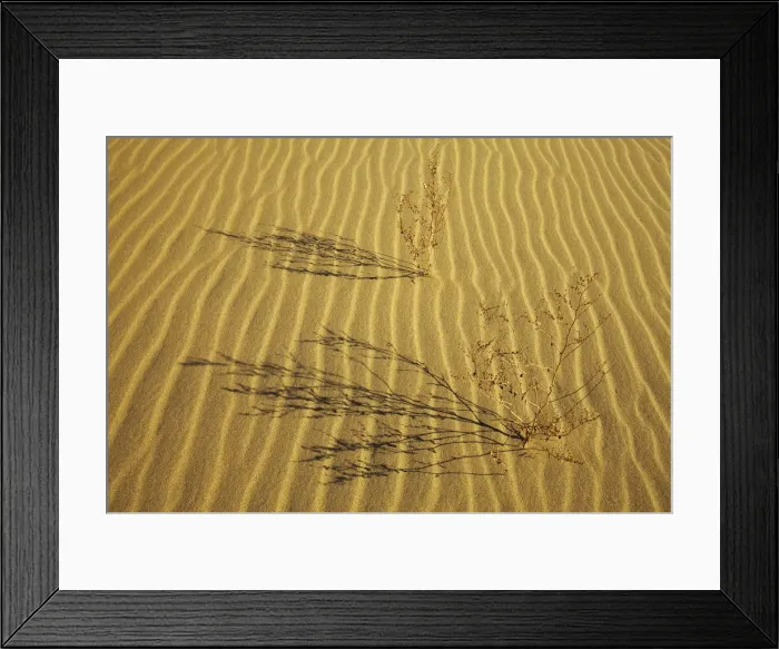 Framed Print : Plant Shadows, Eureka Dunes, Death Valley National Park, California, USA Framed Print : Plant Shadows, Eureka Dunes, Death Valley National Park, California, USA