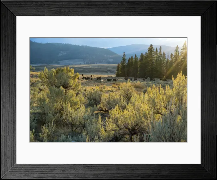 Framed Print : USA, Wyoming, Yellowstone National Park, Bison herd in Lamar valley Framed Print : USA, Wyoming, Yellowstone National Park, Bison herd in Lamar valley