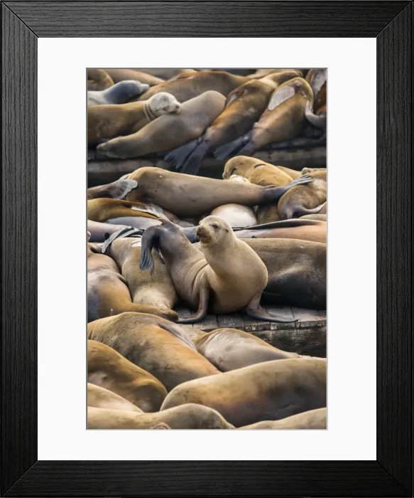 Framed Print : North America, USA, America, California, San Francisco, Alamo Square, Seals at Pier 39 Framed Print : North America, USA, America, California, San Francisco, Alamo Square, Seals at Pier 39