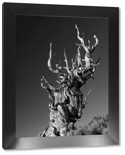USA, Inyo County, Eastern Sierra, California, The Ancient Bristlecone Pine Forest